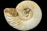 Jurassic Ammonite (Perisphinctes) Fossil - Madagascar #161764-1